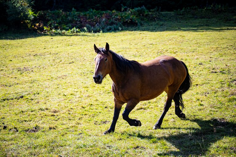 Carriage rides - Impression #2.1 | © Karl Brandner