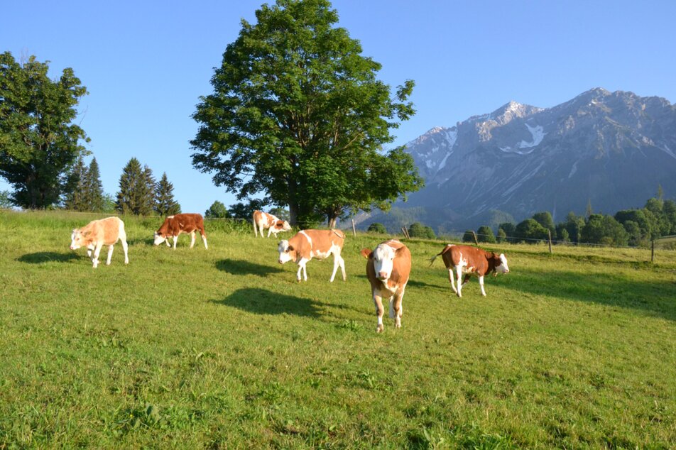 Bacherhof | © Bacherhof