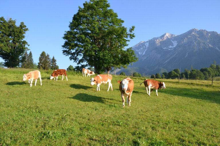 Bacherhof | © Bacherhof