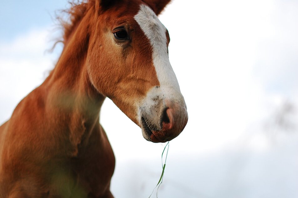 Pony and Donkey Riding at the Schlapferhof - Impression #1 | © Pexels Photo