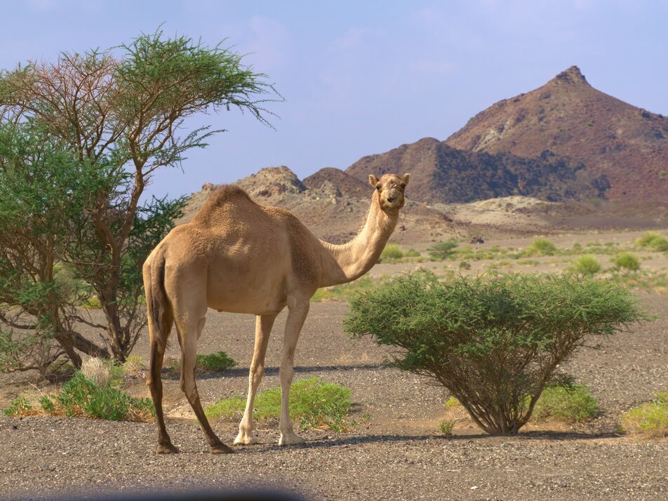 The fascination of Oman - adventures between desert, oases and mountains - Impression #1 | © Martin Szilagyin