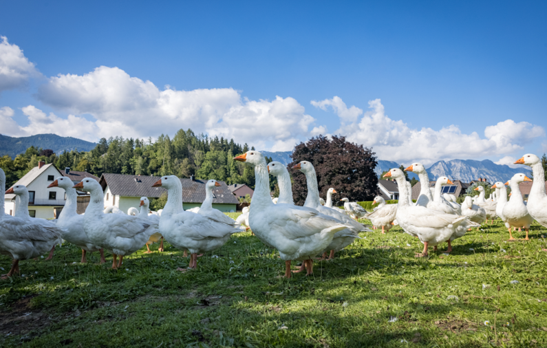 © Netzwerk Kulinarik Wildbild