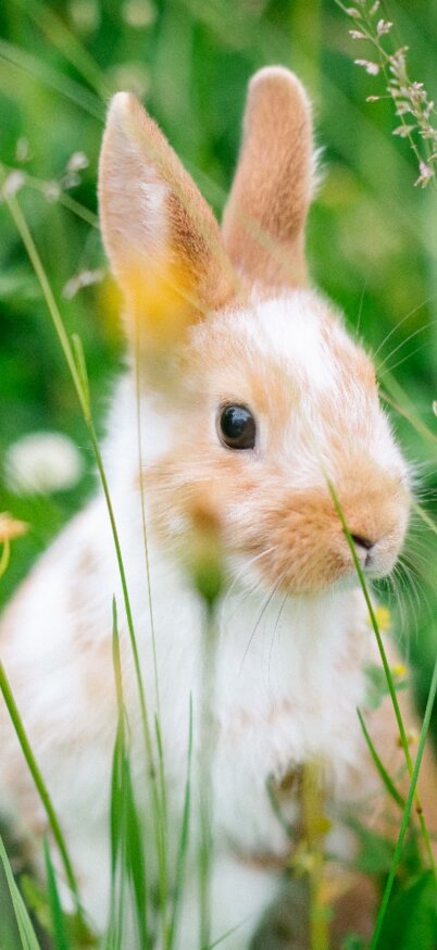 Osterhase in der Wiese | © Christoph Huber