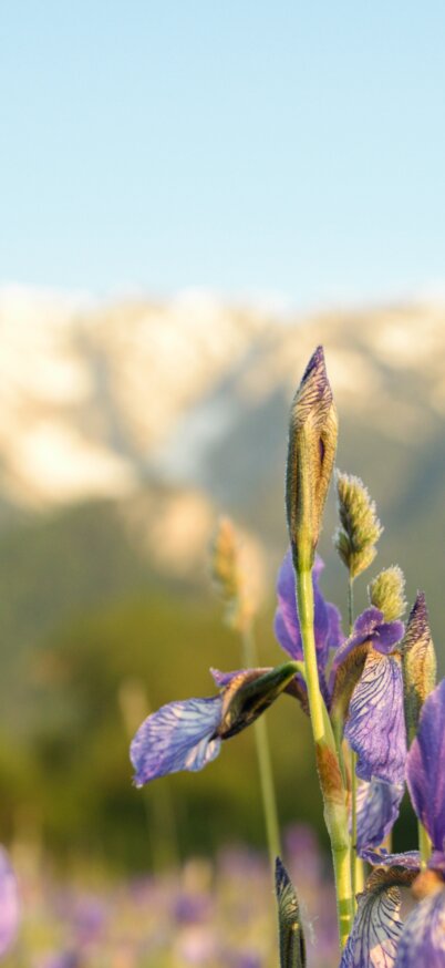 Blühende Iris-Blumen mit Blick auf den Grimming im Hintergrund | © Marlene Eggmayr