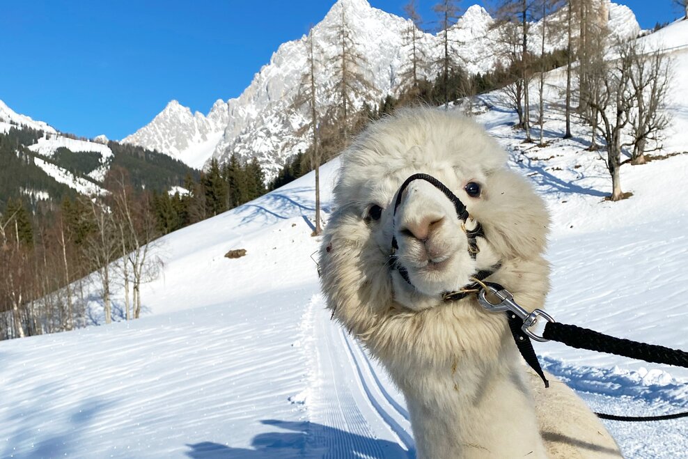 Dachstein Alpacas at Biobauernhof Grundlehner - Imprese #1.1 | © Dachsteinalpakas