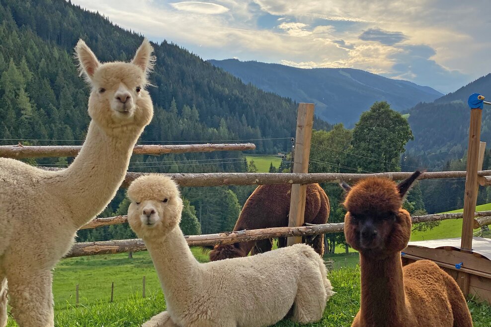 Dachstein Alpacas at Biobauernhof Grundlehner - Imprese #1.2 | © Dachsteinalpakas