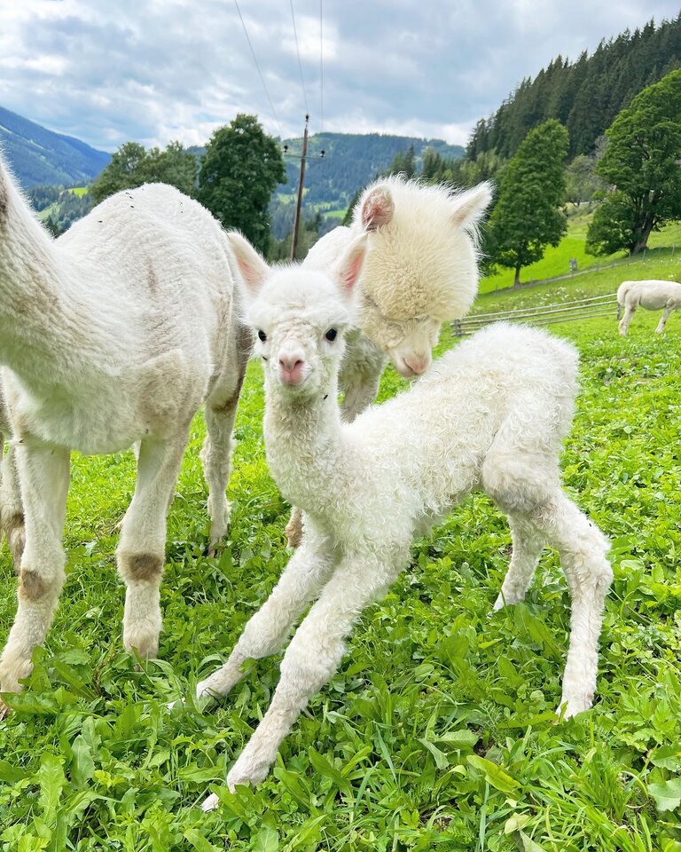 Dachstein Alpacas at Biobauernhof Grundlehner - Imprese #2.2 | © Dachsteinalpakas