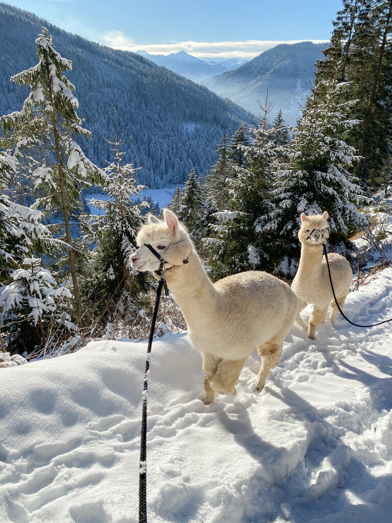 Dachstein Alpacas at Biobauernhof Grundlehner - Imprese #2.3 | © Dachsteinalpakas