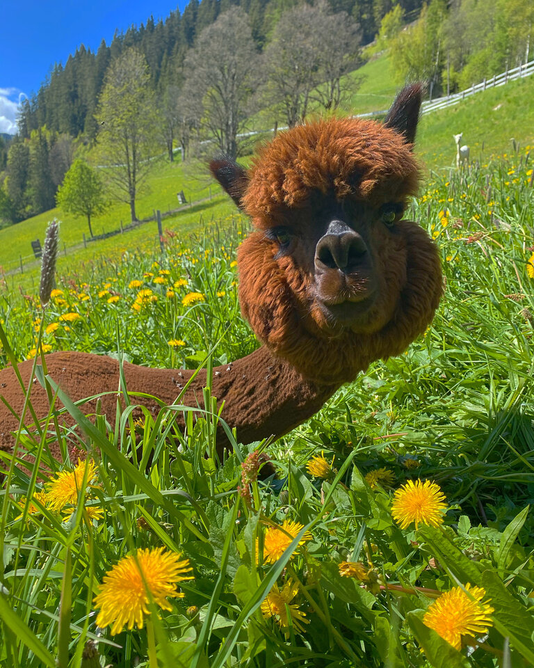 Dachstein Alpacas at Biobauernhof Grundlehner - Imprese #2.4 | © Dachsteinalpakas