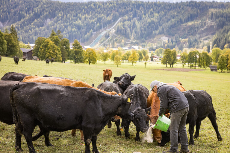 Bio-Bauernhof Lärchenhof - Fam. Walcher - Impression #2.3 | ©  Netzwerk Kulinarik wildbild