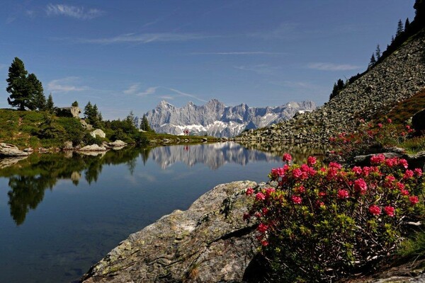 Almrausch_am_Spiegelsee_ | © Herbert Raffalt