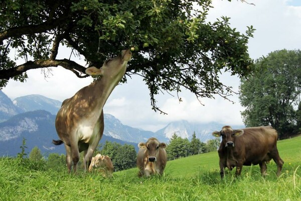 Unsere Kühe auf der Weide