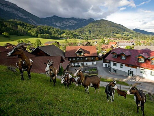 Rainhaberhof - Ziegen