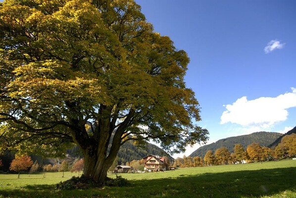 Reiterhof im Sommer